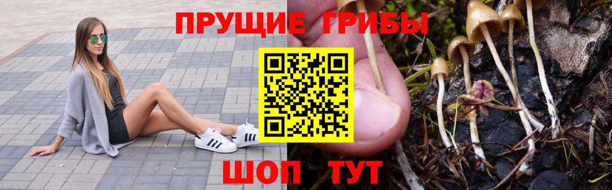 Галлюциногенные грибы Psilocybe Ефремов